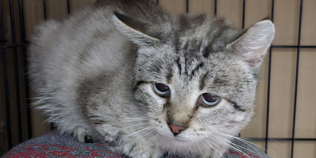 Помогите. Помогите спасти кота.