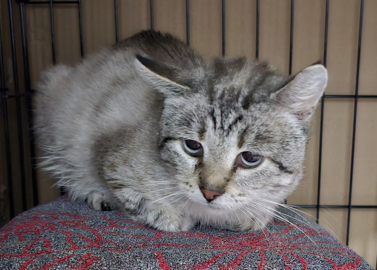 Фото автора. КотЬ. Помогите спасти из лап смерти.