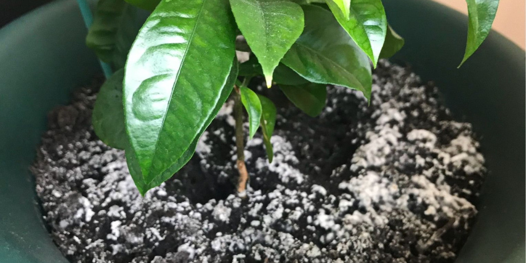 Появилась плесень на земле в домашних цветах, что делать.