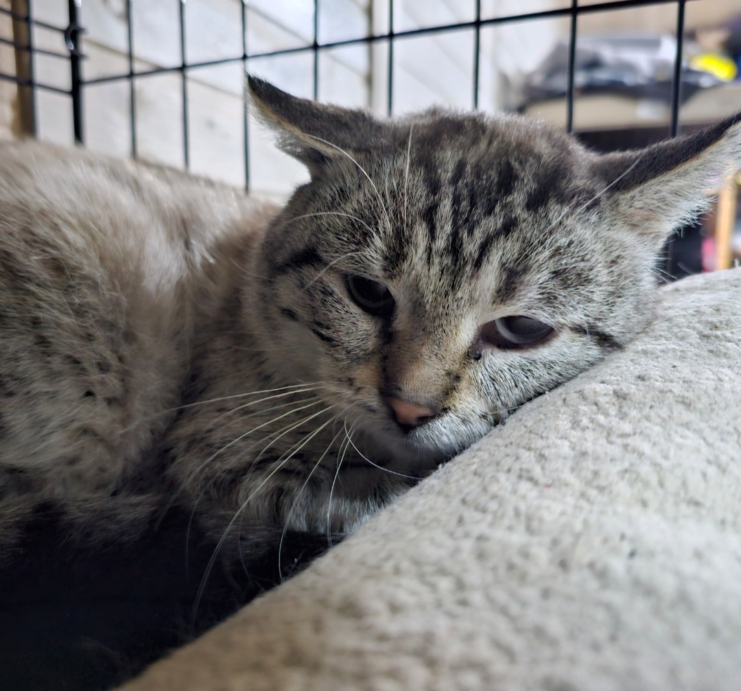 Фото автора. КотЬ. Помогите спасти маленькую жизнь.