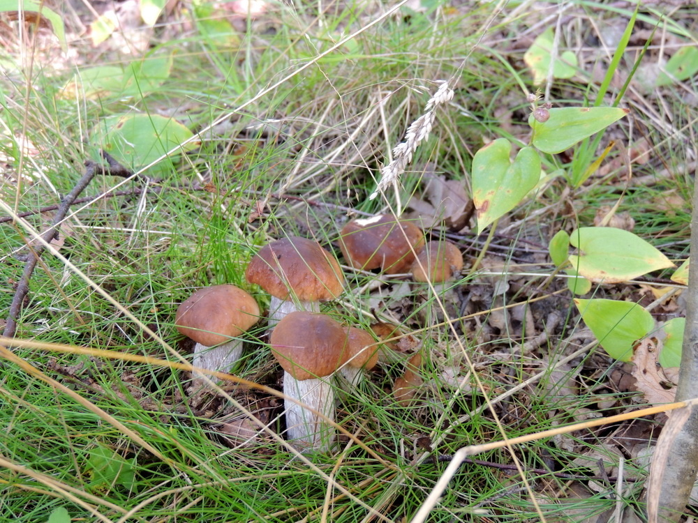 Белые грибы.