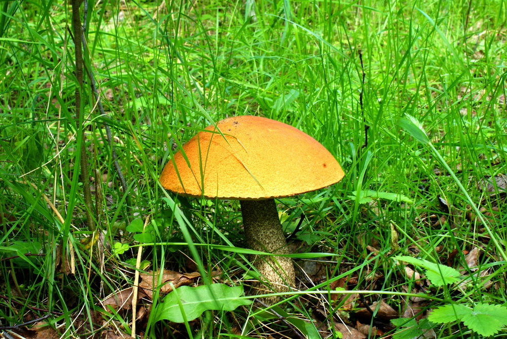 Подосиновик.