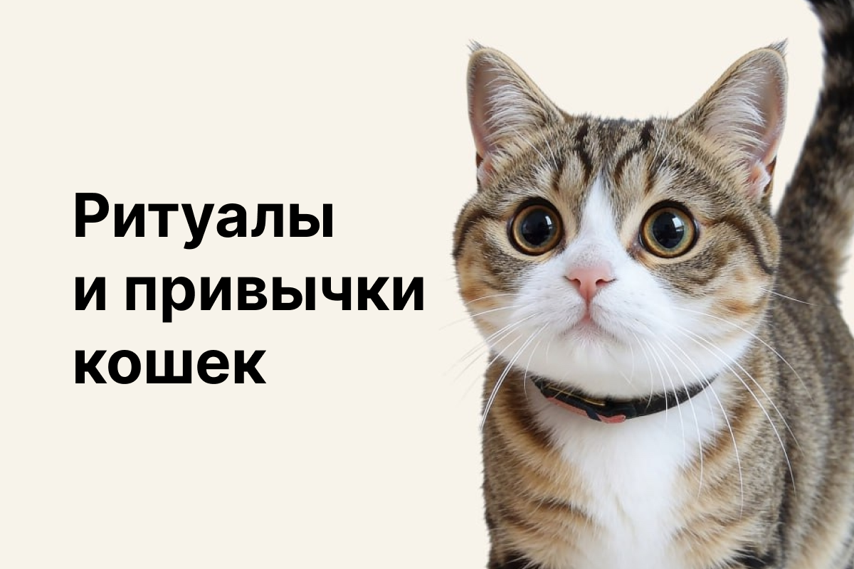 Кошки уникальные животные. Несмотря на то, что одомашнивать кошек начали более 10 тыс. лет назад, они до сих пор имеют инстинкты, привычки и ритуалы своих диких предков. Это позволяет им обеспечить свою безопасность и спокойствие.