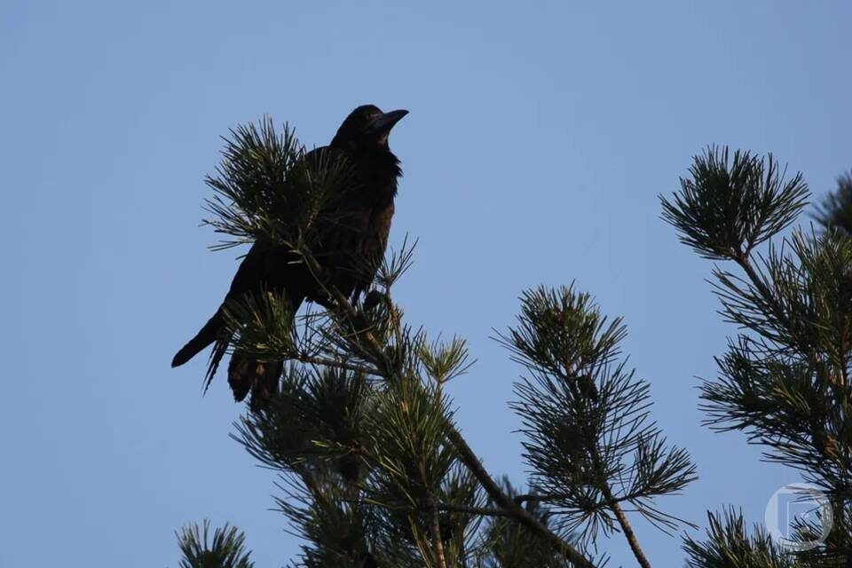    Фото: Дмитрий Рогулин / "Городские вести"