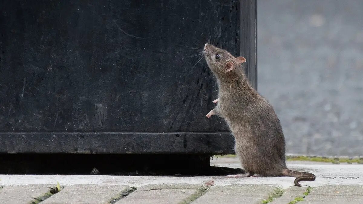    Источник: vm.ru/ Варвара Орлова