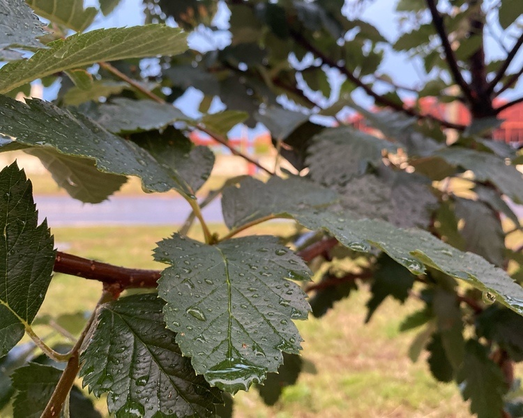     В Курске планируют высаживать дубы, липы и клены вместо туй и пихт
