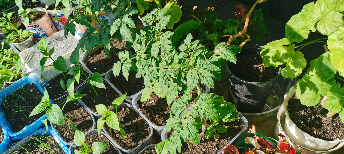 Томаты Красная шапочка. 