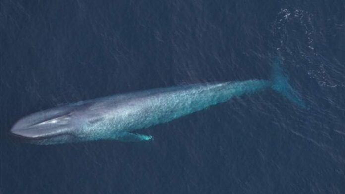    Неожиданное возвращение левиафанов в Атлантику в 2024 году вызвало серьезные сбои в морской логистике, но несет и позитивные экологические последствия.