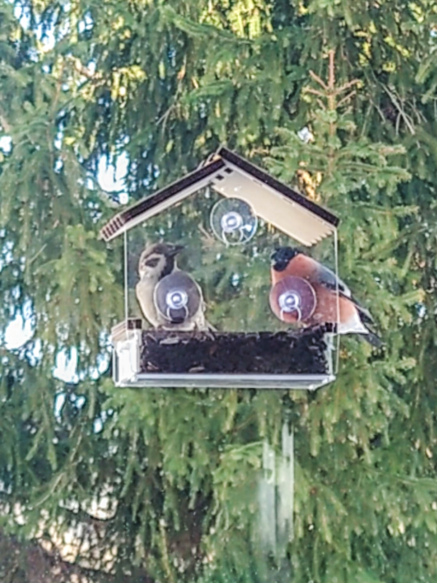 Воробей и снегирь