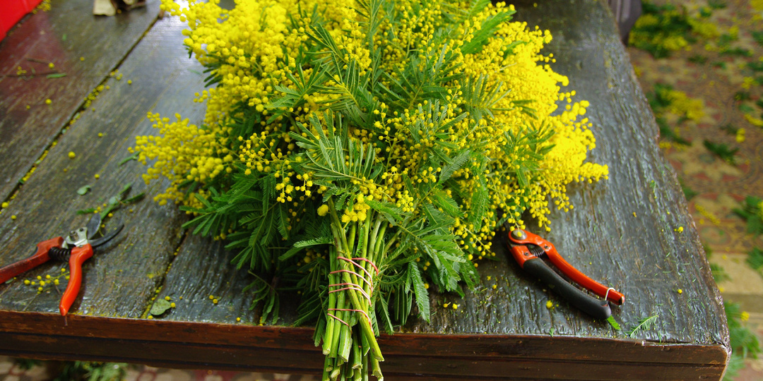 Как можно использовать мимозу с 8 марта в бане?