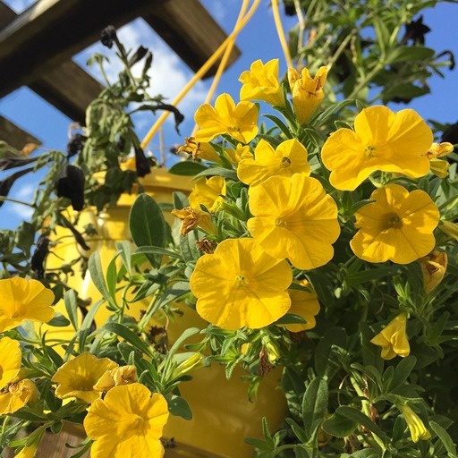    Растения в подвесном кашпо Кристина Борунова