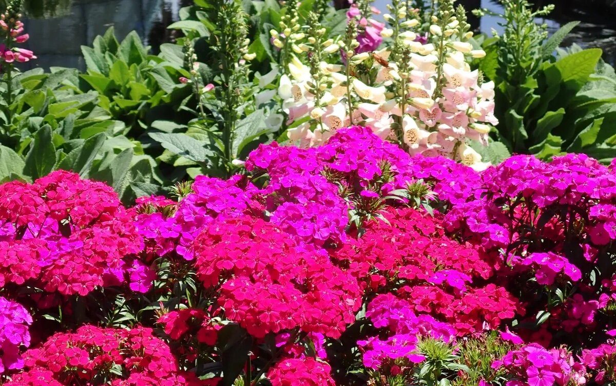    Сад как с картинки без лишних затрат: 5 многолетников, которым позавидуют соседи