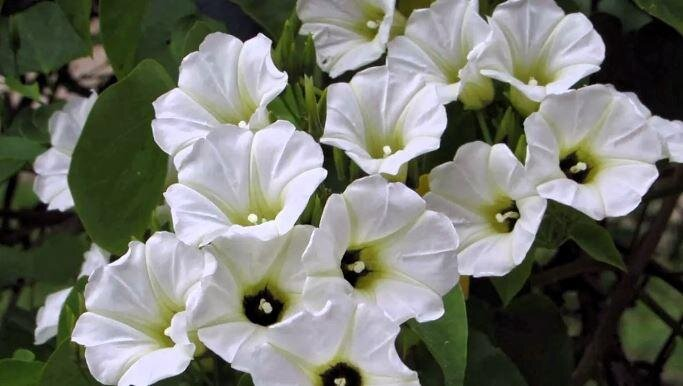 Штрафы за инвазивные растения: что запрещено выращивать с 1 марта 2026 года в России?