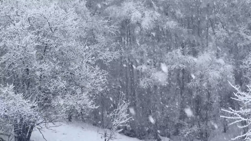    Весенний снегопад в Алтайском заповеднике. Источник: Роман и Татьяна Воробьевы / Алтайский заповедник
