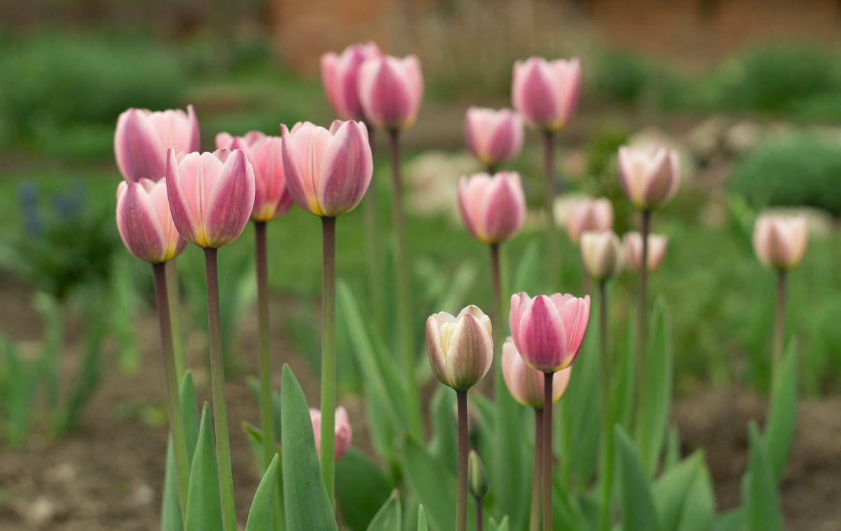 Фото из нашего сада