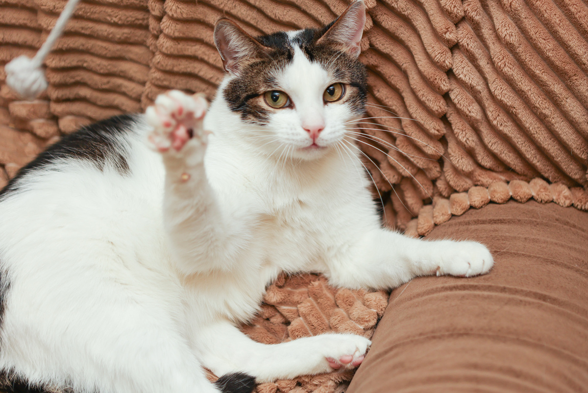 Привет! Это снова я