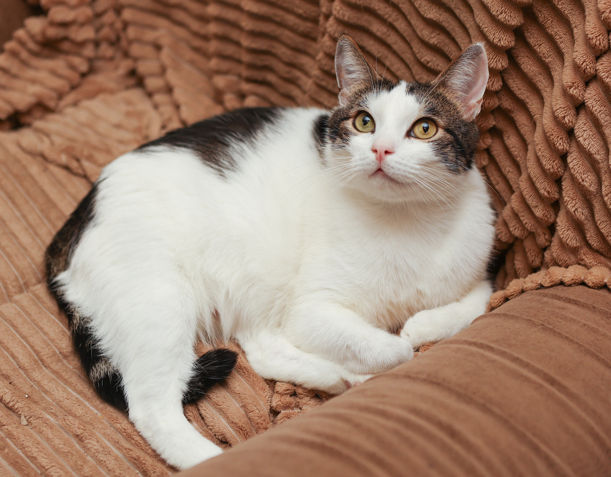 А я вообще гостей люблю