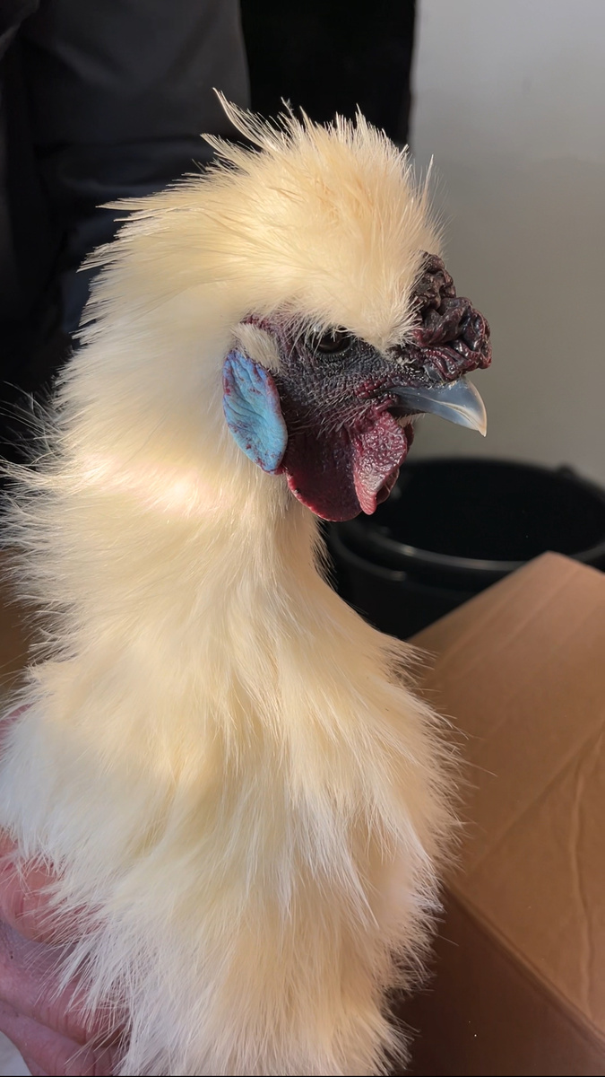 Петушок Китайской шелковой