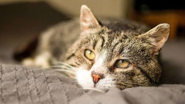 Фото из Интернета. 