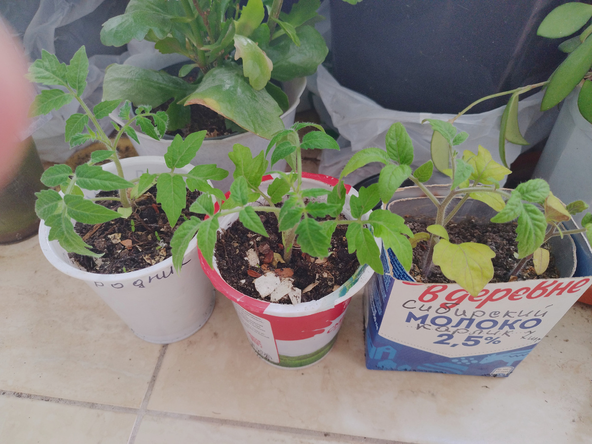 Вот они сорта сюрприз. Теоретически совсем не балконные сорта. Петруша-огородник и Сибирский карлик