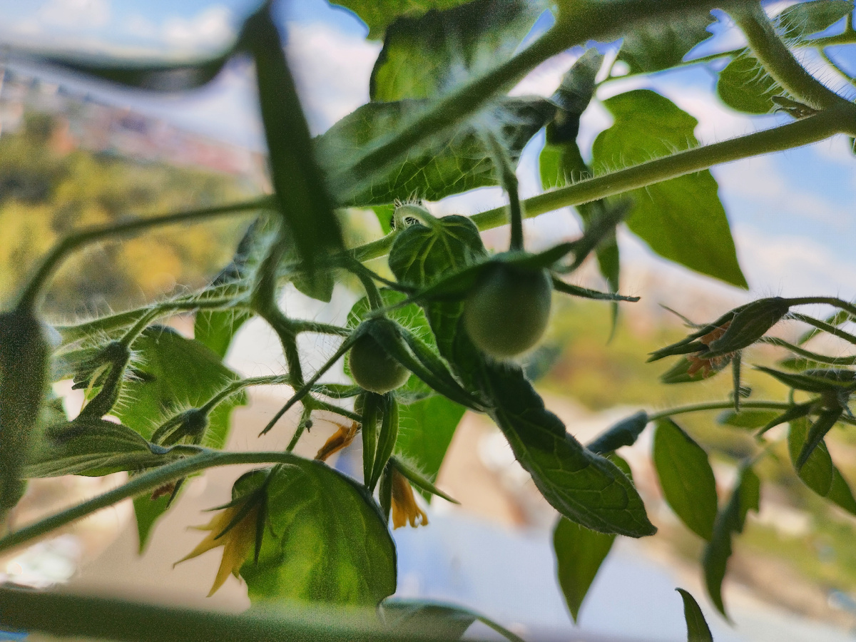 Рябиновые бусы первыми порадовали завязями