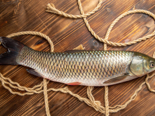    Плотва // Фото с сайта https://ru.freepik.com