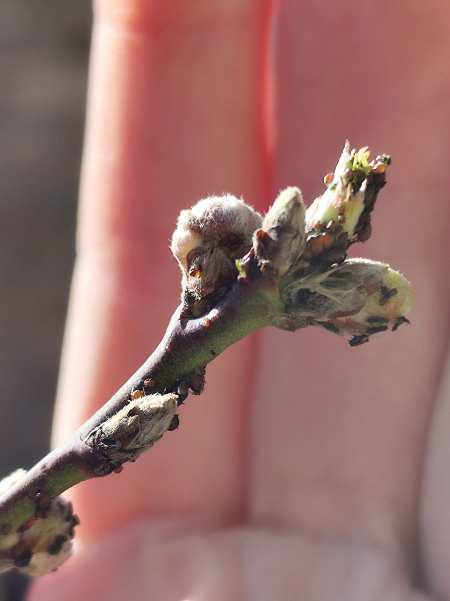 Персик в сумасшедшем количестве букашек, с удовольствием высасывающих из него все соки.