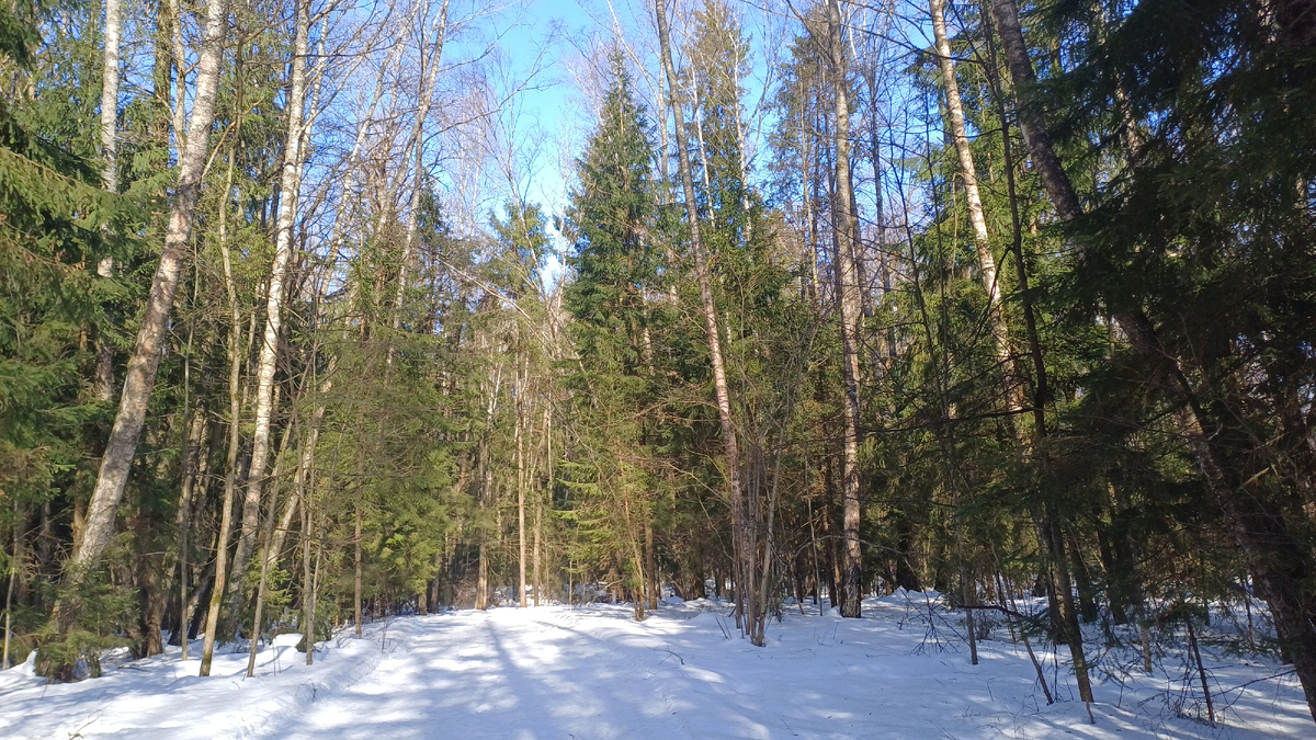 Лес в марте. Фото Татьяны Федотовой.