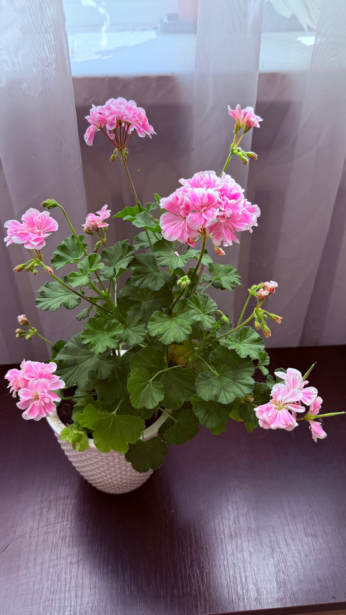 Сага, март 2026