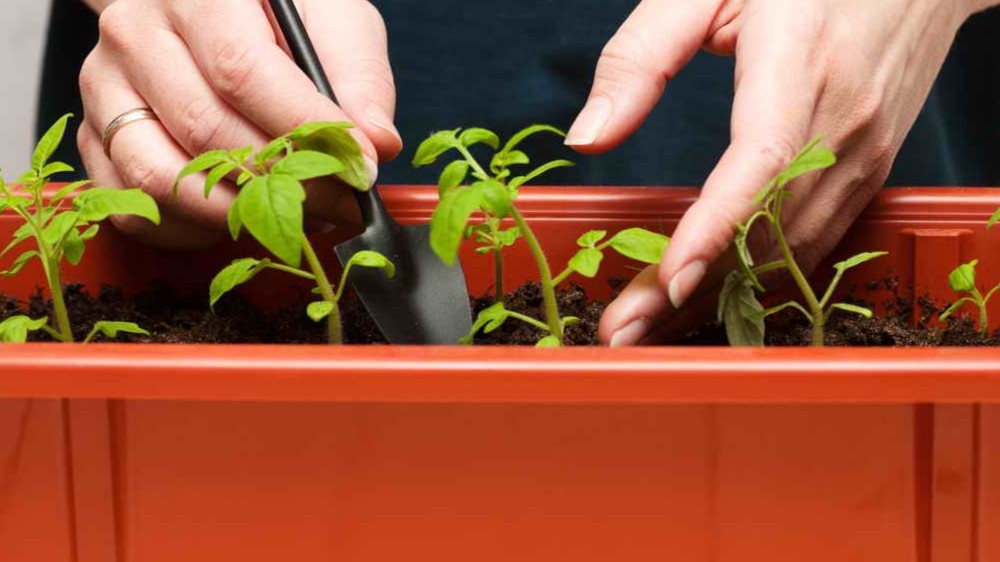 Вот они — два ориентира в одном кадре: листья и возраст