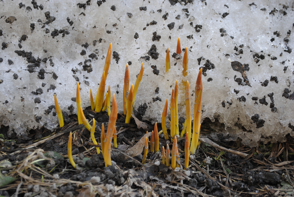Сугроб при этом сохранил свою могучесть, только отчасти подтаял