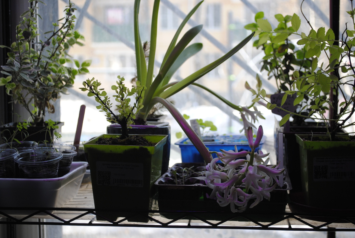 Восьмимартовский гиацинт попал в компанию за красу и запах 