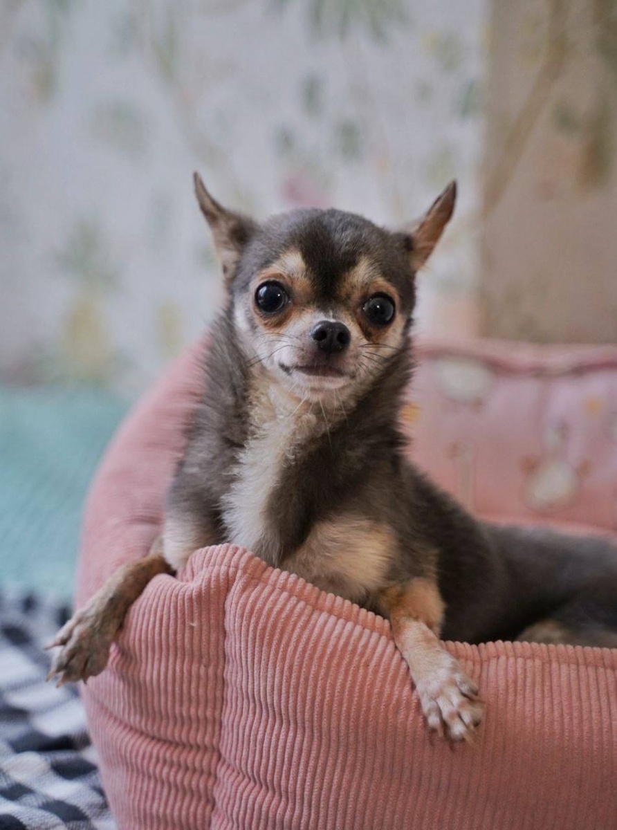 Ищет дом Поток крошечный бывшедомашний малыш из приюта "Домик Мелкашей"