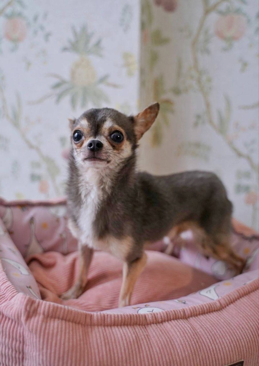 Ищет дом Поток крошечный бывшедомашний малыш из приюта "Домик Мелкашей"