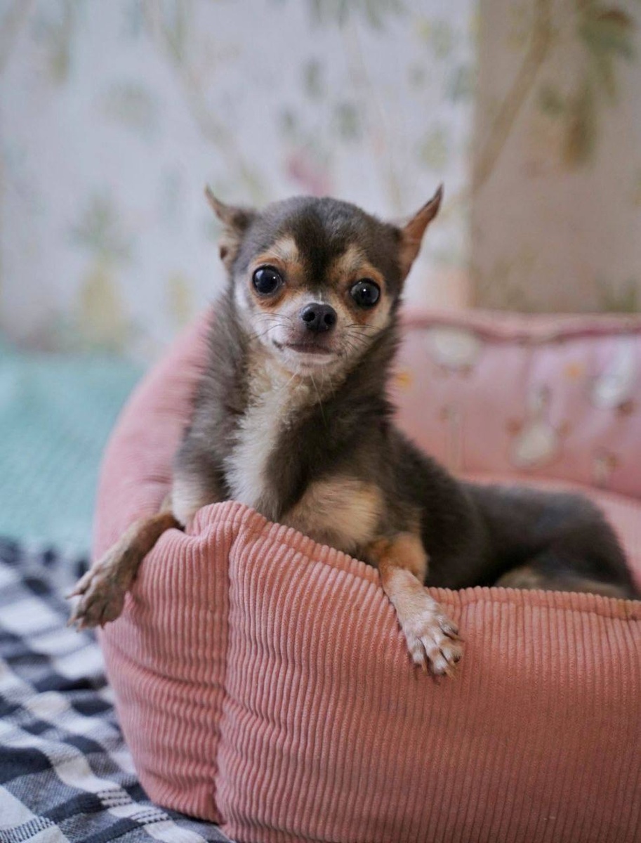 Ищет дом Поток крошечный бывшедомашний малыш из приюта "Домик Мелкашей"