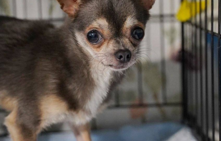 Поток ИЩЕТ ДОМ! Крошечный бывшедомашний малыш 🐾