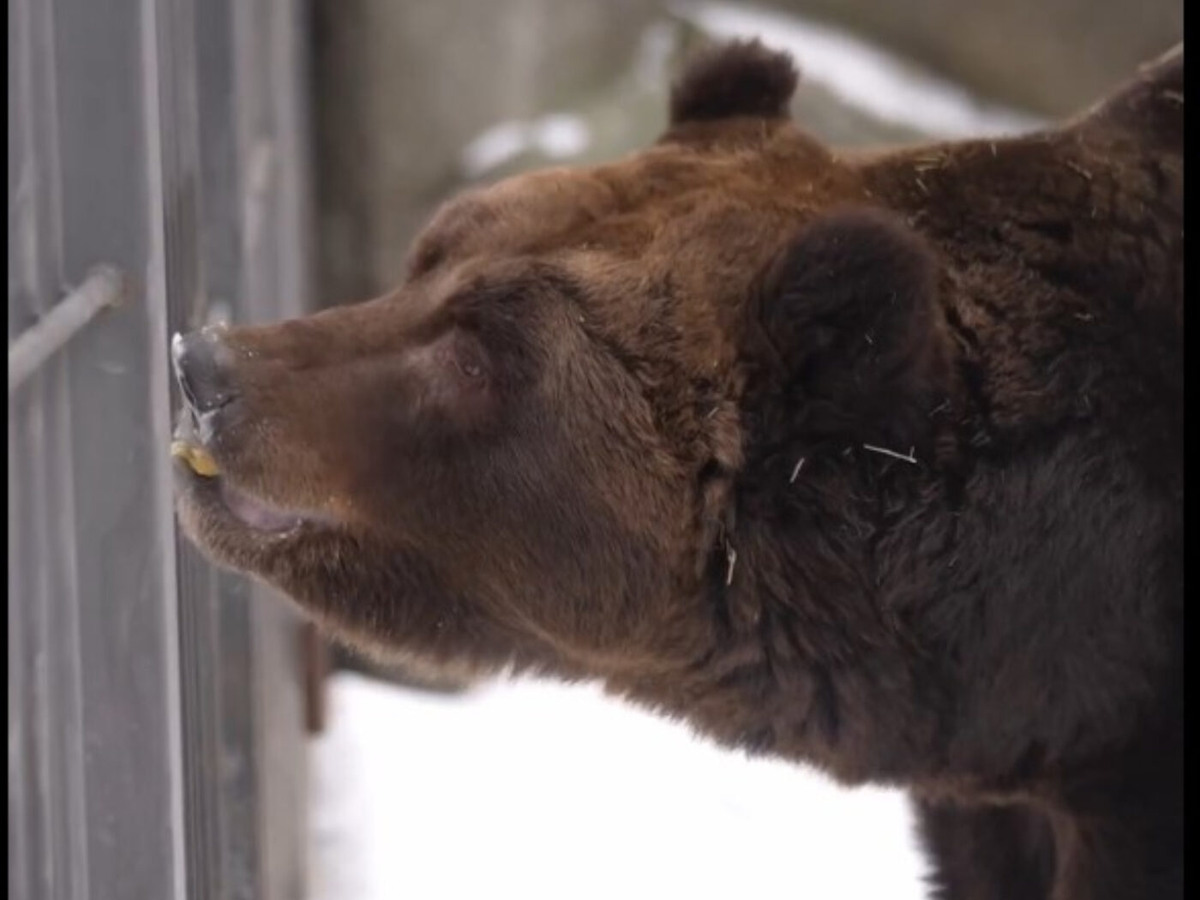    Фото: Новосибирский зоопарк