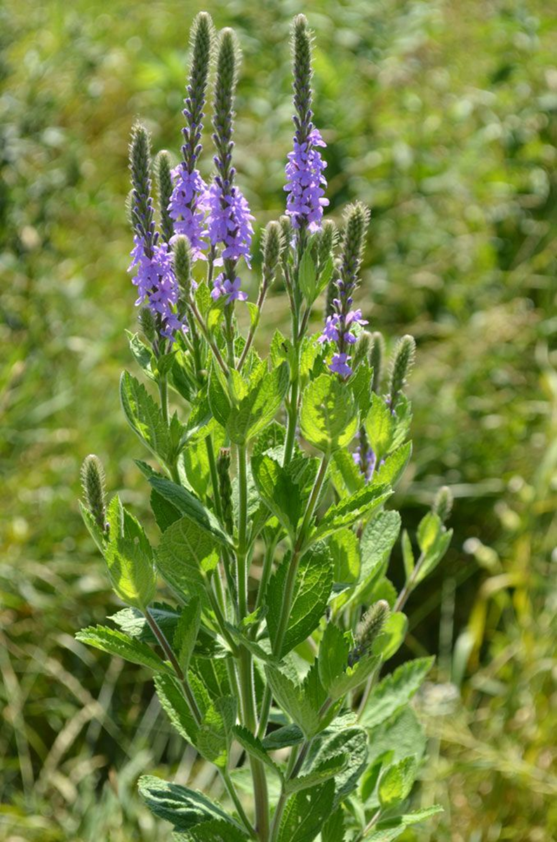 Вербена лекарственная (Verbena officinalis L.): железница, железняк, зализняк, червонные зирки, суха нехворощ, колдовское растение, святая трава, слеза Юноны, слезы Изиды, кровь Меркурия, трава Геркулеса, яд дьявола.