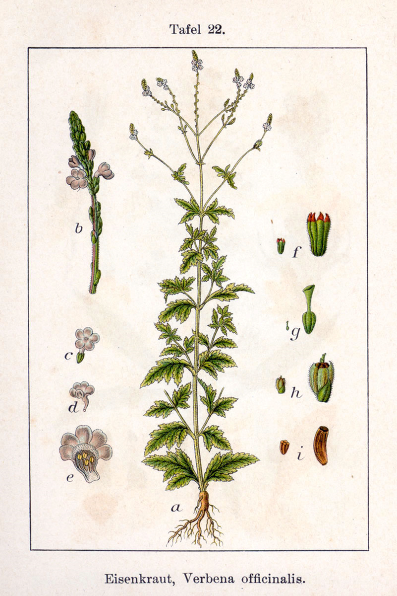 Ботаническая иллюстрация Якоба Штурма из книги «Deutschlands Flora in Abbildungen», 1796.