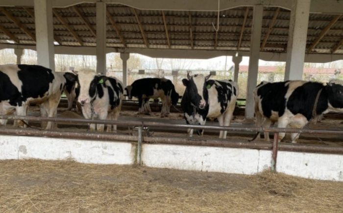 Фото минсельхоза НСО.