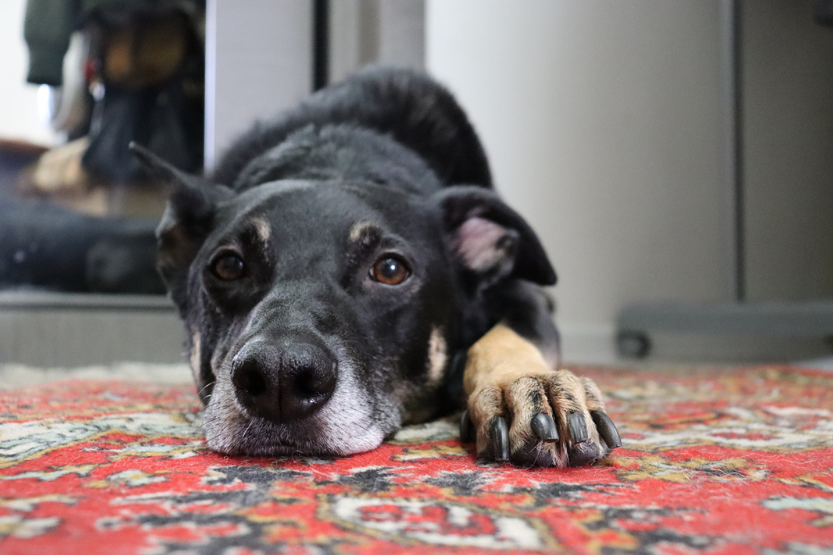 И, несмотря на мои реакции, я потом лежу и жду, когда они придут. Когда-то так, как на фото. А иногда и в других местах полежу. Короче, где захочется, там потом и буду лежать 😎