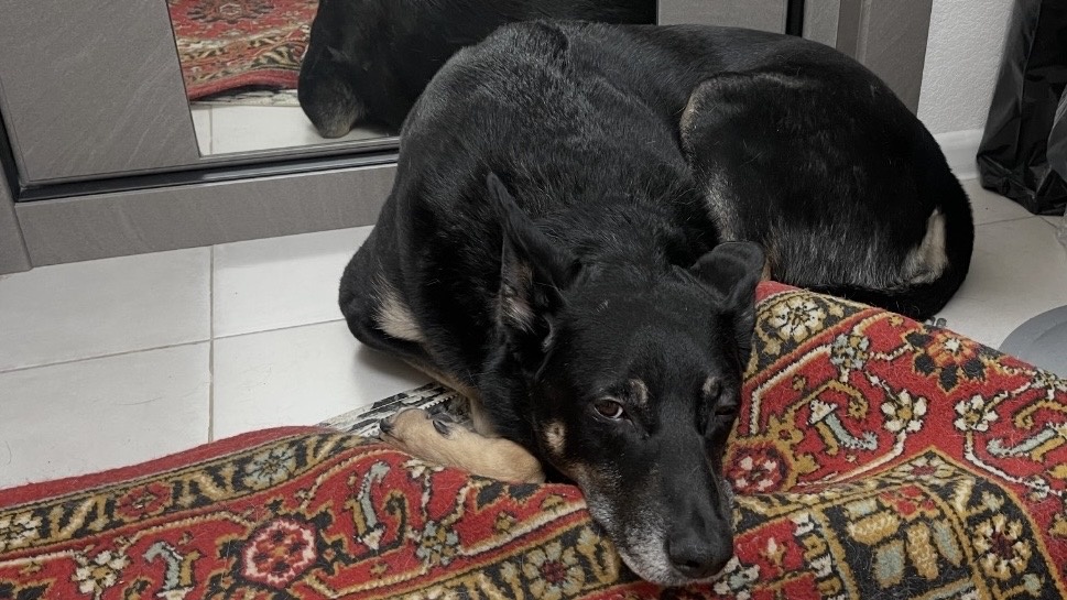 И в такие моменты лежишь вот так и думаешь: «И чего они такой прекрасный момент прогулки со мной упускают 🤔?»