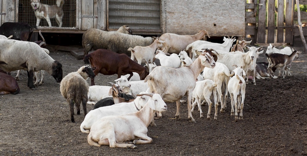 В Новосибирской области у фермеров забирают и уничтожают скот. Что происходит?