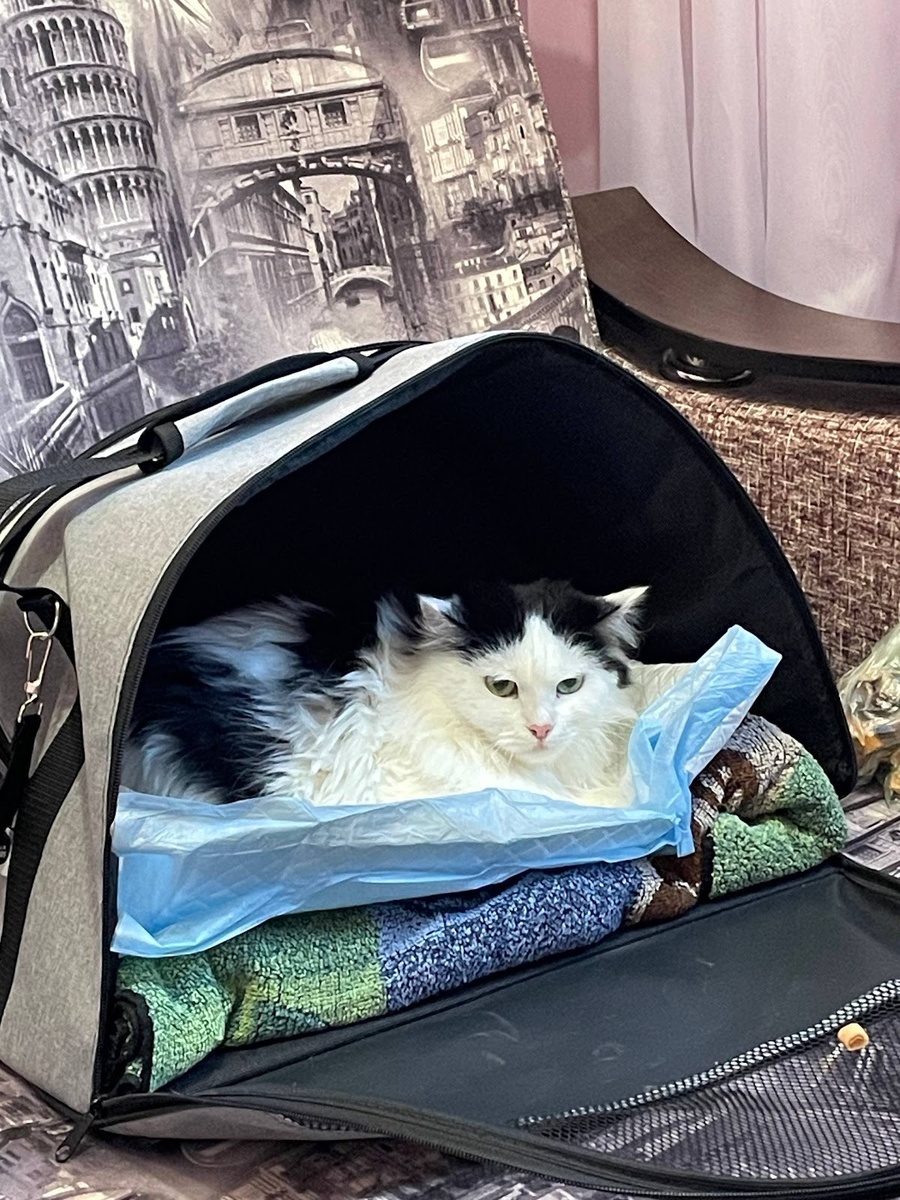 В первый день Сима не выходила из переноски