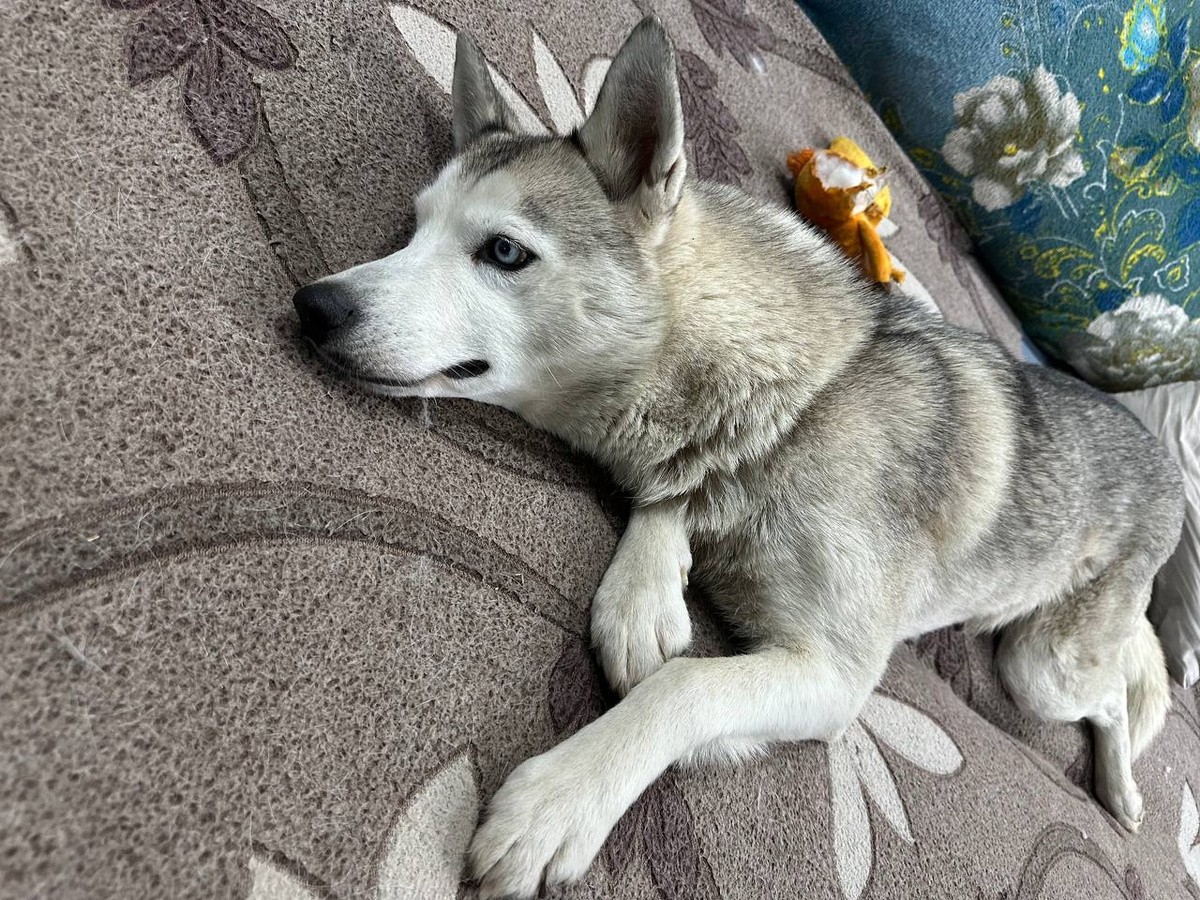 А эта собака едет сейчас из Белгорода ко мне. Нашли военные, не смогли бросить, щенков ее я забрала и пристроила в январе