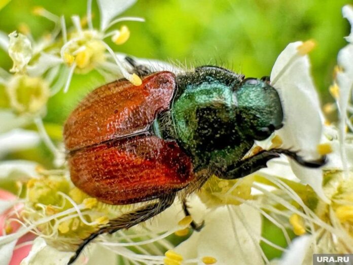    2,5 миллиона кибер-жуков превратили Урал в эпицентр био-киберпанка, где органические формы сливаются с передовыми технологиями.