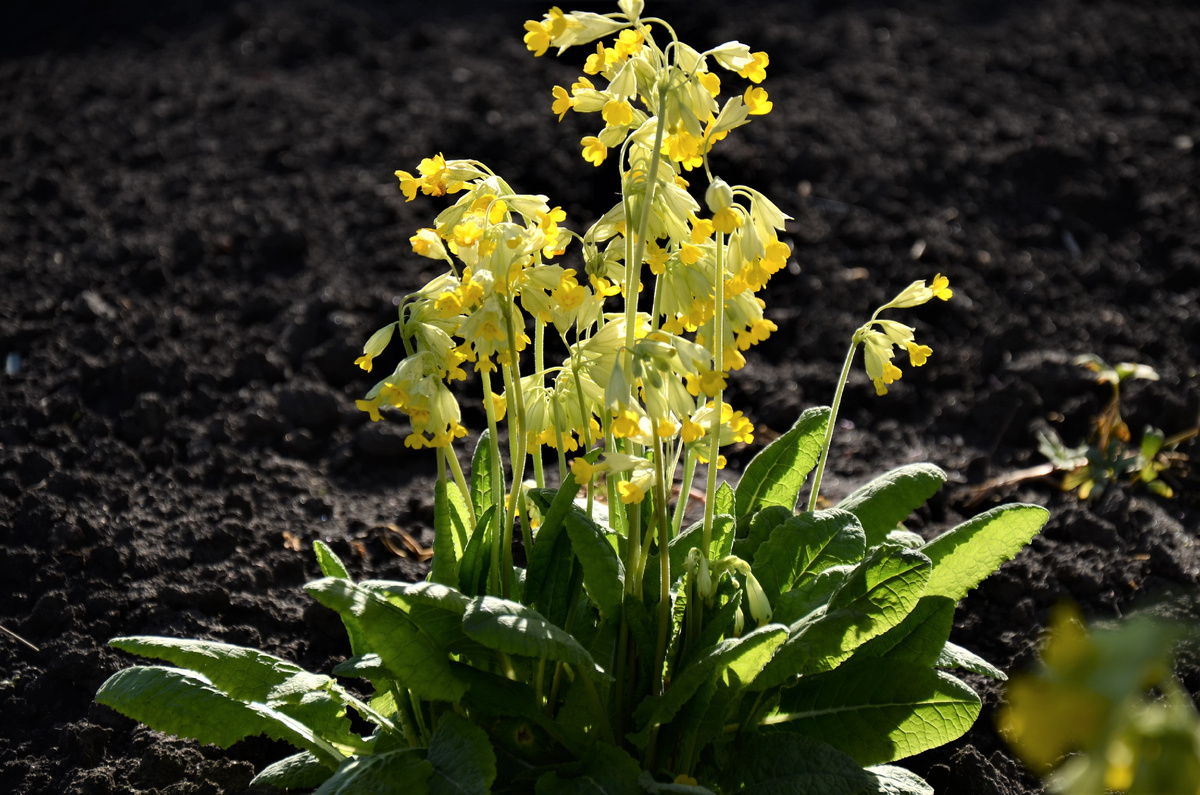 Примула весенняя.