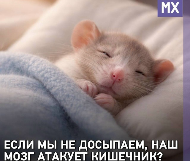 Если мы не досыпаем, наш мозг атакует кишечник?