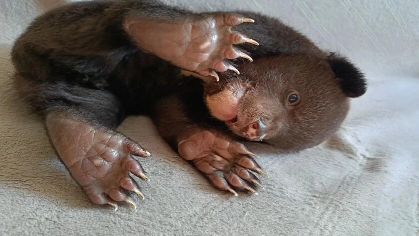    Фото: управление охотхозяйства правительства Хабаровского края