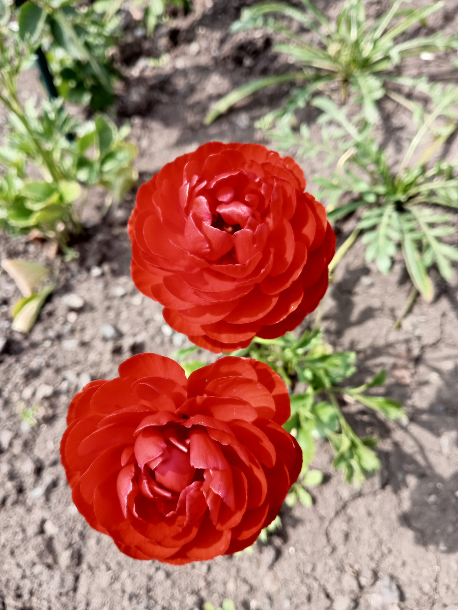 Красные махровые Ранункулюсы